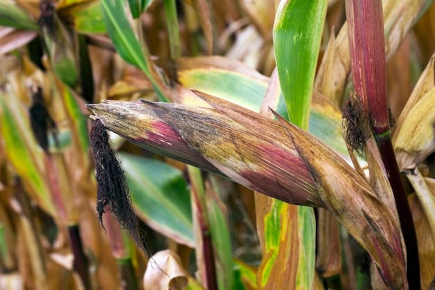 A close-up shot of drought-tolerant corn and soy plants growing side-by-side in a farm field, showcasing improved yields and resilience in adverse weather conditions
