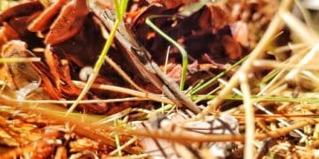 The Ultimate Guide to Composting for Waste Reduction & Soil Enrichment - Cover Image