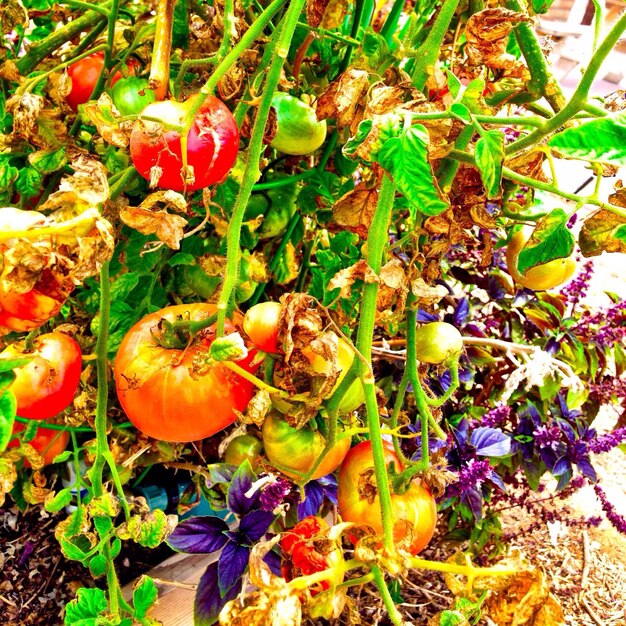 A panoramic view of a flourishing vegetable garden, vibrant with green plants and colorful produce beds, clearly indicating healthy soil, with a dedicated compost pile visible in the background.