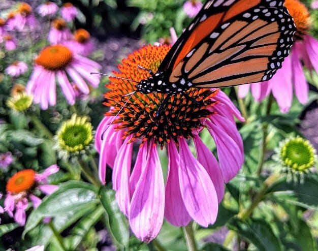 A monarch butterfly pollinating a vibrant purple coneflower in a diverse garden filled with native plants, highlighting the importance of biodiversity.