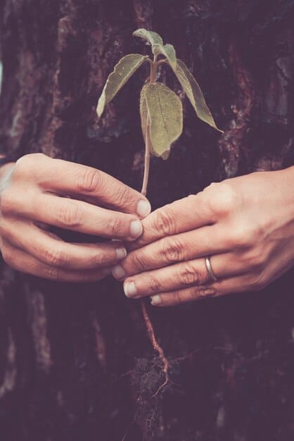 A close-up of hands planting a small tree sapling in rich soil, symbolizing positive environmental impact and growth through responsible actions. The hands are dirty and focused, conveying a sense of purpose.
