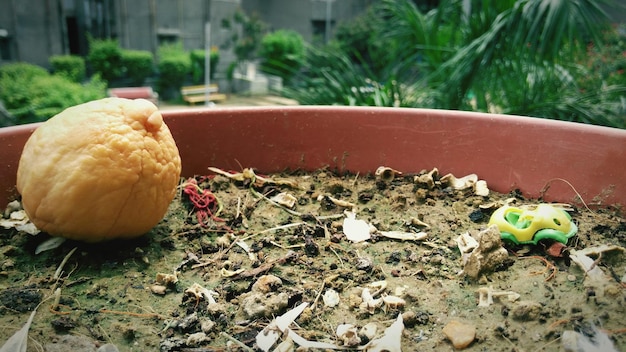 A neat, organized indoor vermicomposting bin with visible worms actively breaking down finely chopped vegetable scraps, surrounded by healthy potted plants.