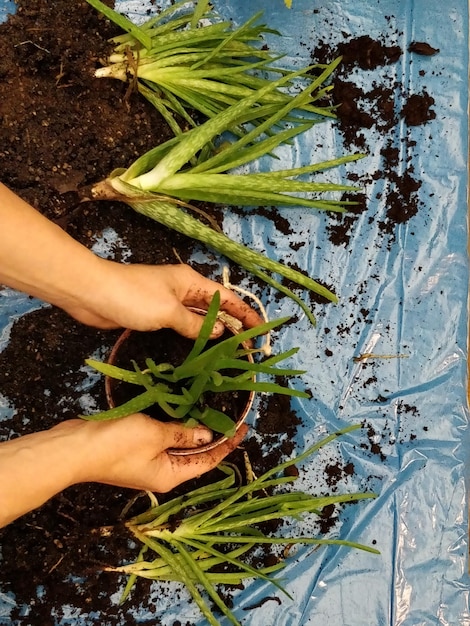 A close-up of a gardener's hands planting organic, regionally adapted vegetable seeds into well-prepared soil in a US garden, emphasizing local cultivation.