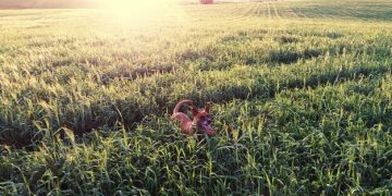 Long-Term Benefits of Sustainable Agriculture in the US Long-Term Benefits of Sustainable Agriculture in the US - Cover Image