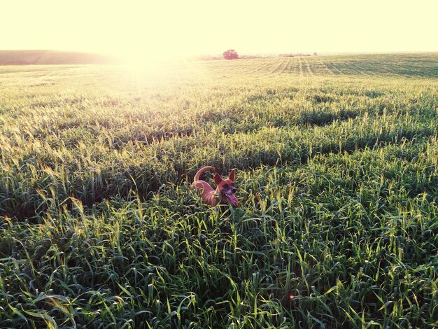 Long-Term Benefits of Sustainable Agriculture in the US