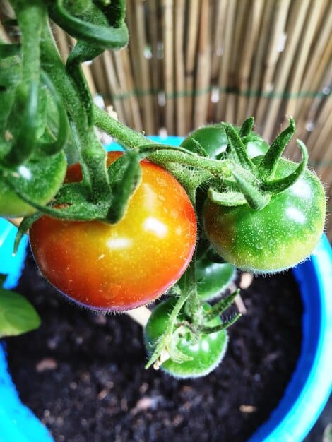 A close-up image showing a drip irrigation emitter placed next to a tomato plant in a greenhouse. The focus is on the water droplet emerging from the emitter and landing directly at the base of the plant. The soil around the plant appears moist but not overly saturated. The background is slightly blurred, emphasizing the precision of the drip irrigation system. This image shows exactly how drip irrigation minimizes water waste, demonstrating What are the Projected Water Savings for US Farms Adopting Drip Irrigation in the Next 3 Years?