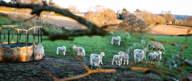 A US farm showcasing rotational grazing with livestock. The image highlights the integration of livestock into the farming system, demonstrating how grazing can improve soil health and promote biodiversity.